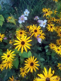 Rudbekia błyskotliwa ‘Goldstrum’ (Rudbeckia fulgida) - zestaw 10 sztuk