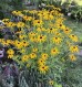 Rudbekia błyskotliwa ‘Goldstrum’ (Rudbeckia fulgida)