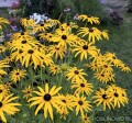 Rudbekia błyskotliwa ‘Goldstrum’ (Rudbeckia fulgida) - zestaw 10 sztuk
