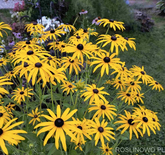 Rudbekia błyskotliwa ‘Goldstrum’ (Rudbeckia fulgida)