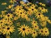 Rudbekia błyskotliwa ‘Little Goldstar’ (Rudbeckia fulgida) 