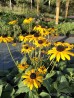 Rudbekia błyskotliwa ‘Goldstrum’ (Rudbeckia fulgida)