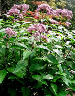 Sadziec 'Baby Joe' (Eupatorium dubium 'Baby Joe')