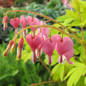 Serduszka okazała 'Golden Heart' (Dicentra spectabilis)