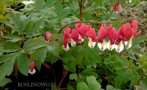 Serduszka okazała 'Valentine' (Dicentra spectabilis)