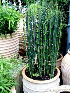 Skrzyp zimowy 'Robustum' (Equisetum hyemale)