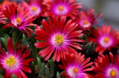 Słonecznica 'Jewel of Desert Garnet' (Delosperma Garnet)