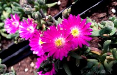 Słonecznica 'Jewel of Desert Opal' (Delosperma Opal)