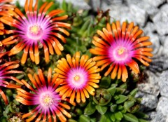 Słonecznica 'Fire Spinner' (Delosperma Fire Spinner)