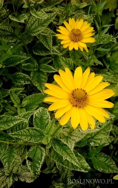 Słoneczniczek szorstki ‘Loraine Sunshine’ (Heliopsis scabra)