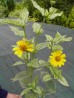 Słoneczniczek szorstki ‘Loraine Sunshine’ (Heliopsis scabra)