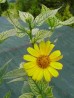 Słoneczniczek szorstki ‘Loraine Sunshine’ (Heliopsis scabra)