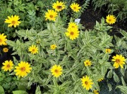 Słoneczniczek szorstki helhan ‘Loraine Sunshine’ (Heliopsis scabra)