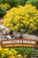 Smagliczka skalna (Aurinia saxatilis) 