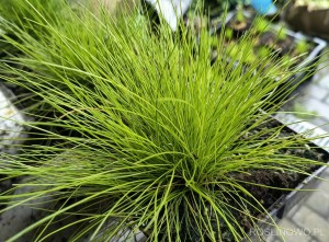 Śmiałek pogięty 'Tatra Gold' (Deschampsia flexuosa)