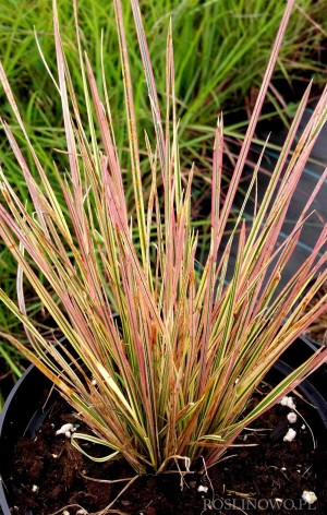 Śmiałek darniowy 'Northern Lights' (Deschampsia caespitosa)