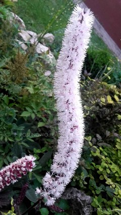 Świecznica (pluskwica) prosta ‘Black Negligee’ (Cimicifuga simplex)