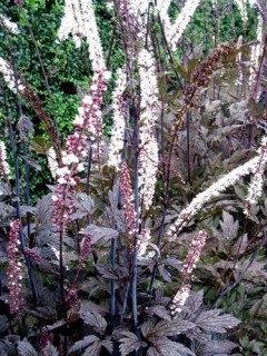 Świecznica prosta 'Brunette' (Cimicifuga simplex) pluskwica 