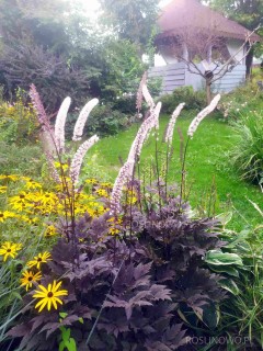 Świecznica groniasta ‘Pink Spike’ (Actaea racemosa )