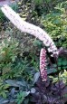 Świecznica groniasta ‘Pink Spike’ (Actaea racemosa )