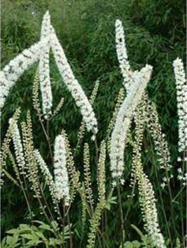Świecznica prosta ‘White Pearl’ (Actaea simplex)