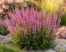 Szałwia omszona 'CARADONNA PINK' (Salvia nemorosa) 