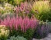 Szałwia omszona 'CARADONNA PINK' (Salvia nemorosa) 