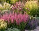 Szałwia omszona 'CARADONNA PINK' (Salvia nemorosa) 