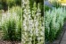 Szałwia omszona 'ADRIAN' (Salvia nemorosa) 