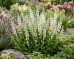 Szałwia omszona 'ADRIAN' (Salvia nemorosa) 