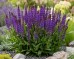 Szałwia omszona 'CARADONNA' (Salvia nemorosa) 