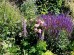 Szałwia omszona ‘Deep Blue Field’ (Salvia nemorosa)