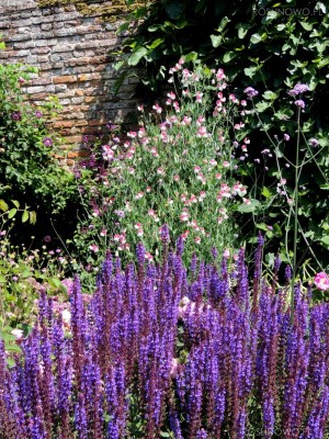 Szałwia omszona ‘Deep Blue Field’ (Salvia nemorosa)