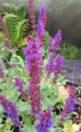 Szałwia omszona ‘Deep Blue Field’ (Salvia nemorosa)