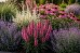 Szałwia omszona 'MIDNIGHT ROSE' (Salvia nemorosa) 