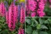 Szałwia omszona 'MIDNIGHT ROSE' (Salvia nemorosa) 