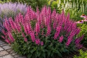 Szałwia omszona 'MIDNIGHT ROSE' (Salvia nemorosa) 