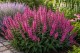 Szałwia omszona 'MIDNIGHT ROSE' (Salvia nemorosa) 