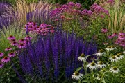 Szałwia omszona 'MIDNIGHT PURPLE' (Salvia nemorosa) 