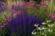 Szałwia omszona 'MIDNIGHT PURPLE' (Salvia nemorosa) 
