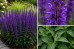 Szałwia omszona 'MIDNIGHT PURPLE' (Salvia nemorosa) 