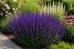 Szałwia omszona 'MIDNIGHT PURPLE' (Salvia nemorosa) 