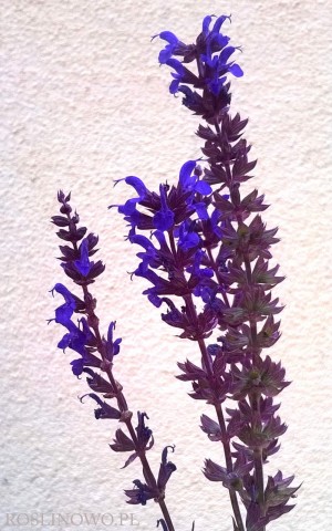 Szałwia omszona 'Night Field' (Salvia nemorosa)