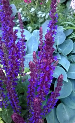 Szałwia omszona 'Ostfriesland' (Salvia nemorosa) 