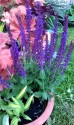 Szałwia omszona 'Ostfriesland' (Salvia nemorosa) - Zestaw 10 sztuk