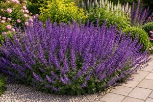 Szałwia omszona 'Ostfriesland' (Salvia nemorosa) 