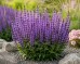 Szałwia omszona 'SALUTE LAVENDER' (Salvia nemorosa) 