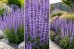Szałwia omszona 'SALUTE LAVENDER' (Salvia nemorosa) 