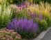 Szałwia omszona 'SALUTE LAVENDER' (Salvia nemorosa) 