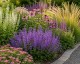 Szałwia omszona 'SALUTE LAVENDER' (Salvia nemorosa) 